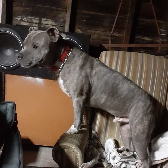 Meet your Posher, Kris - Picture 1 of 1